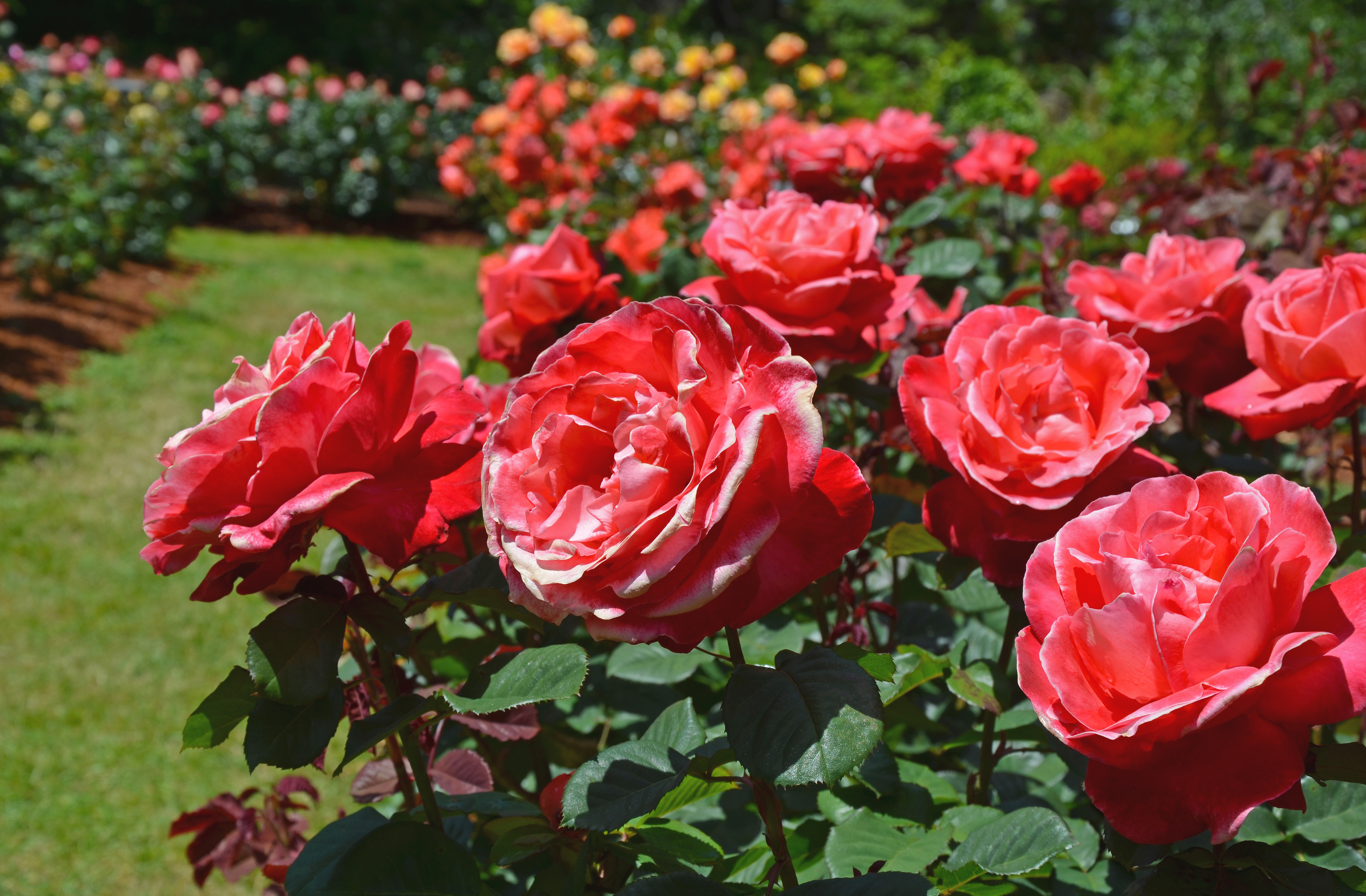 Beautiful-pink-summer-roses